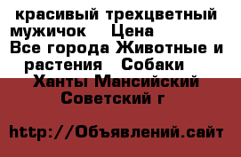 красивый трехцветный мужичок  › Цена ­ 10 000 - Все города Животные и растения » Собаки   . Ханты-Мансийский,Советский г.